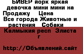 БИВЕР йорк яркая девочка мини мини на Продажу! › Цена ­ 45 000 - Все города Животные и растения » Собаки   . Калмыкия респ.,Элиста г.